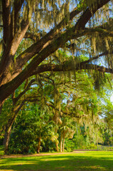USA, Florida. Tropical garden with palm trees and living oak covered in Spanish moss.
