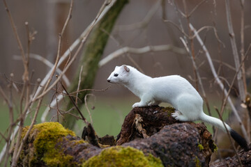 Hermelin im Revier - Jagd