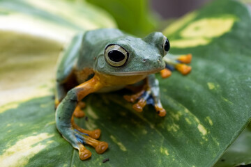 Black-webbed tree frog on a leaf