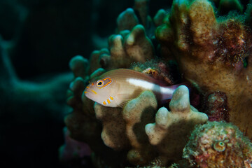 Arc-eye hawkfish (paracirrhites arcatus) perched on a patch of hard coral in Layang Layang, Malaysia