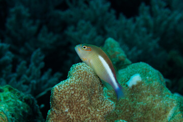 Arc-eye hawkfish (paracirrhites arcatus) perched on a patch of hard coral in Layang Layang, Malaysia