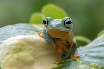 Black-webbed tree frog on a leaf