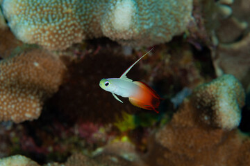 Magnificent fire dartfish in Layang Layang, Malaysia