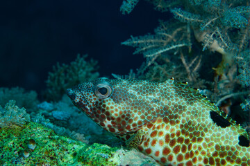 Naklejka na ściany i meble Foursaddle grouper resting on a patch of hard coral in Layang Layang, Malaysia