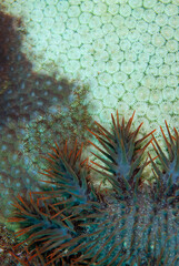 Crown-of-thorns starfish feeding on coral in Layang Layang, Malaysia