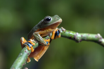 Black-webbed tree frog on a tree branch