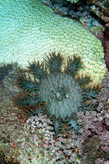 Crown-of-thorns starfish feeding on coral in Layang Layang, Malaysia