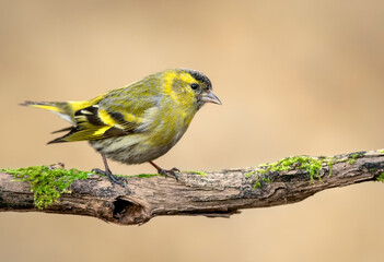Fototapeta premium Siskin ( Carduelis spinus ) bird close up