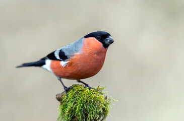 Eurasian bullfinch male ( Pyrrhula pyrrhula )