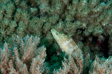 Wrasse hiding among soft corals in Layang Layang, Malaysia