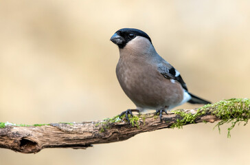Eurasian bullfinch female ( Pyrrhula pyrrhula )