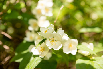 Jasmine flower growing on the bush in garden, floral background.Spring blooming jasmine bush on a nature background of green leaves.Selective focus