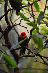Bird in Frankfurt am Main zoo, Germany
