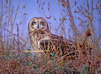 Short eared owl