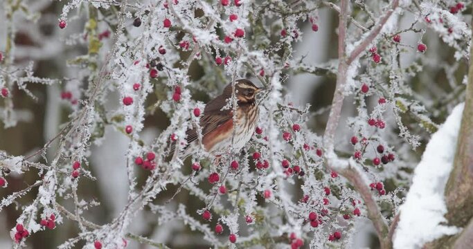 grive mauvis (Turdus iliacus) mangeant une baie d'aub&eacute;pine