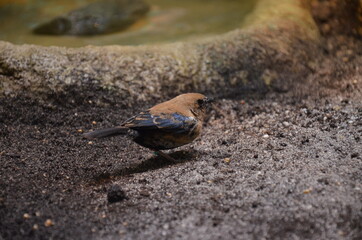 Bird in Frankfurt am Main zoo, Germany