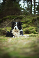 adorable photo of a black and white border collie in the green forest