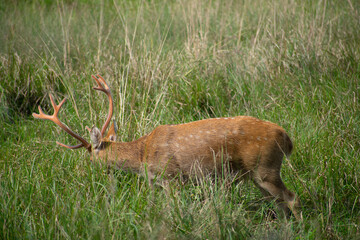deer in the grass