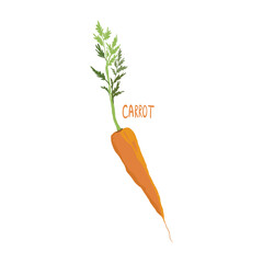 carrot organic vegetable. Hand drawn, vector illustration single element