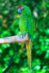 Green macaw perched on tree limb