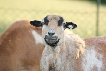 Tiere in der natur 