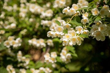Jasmine flower growing on the bush in garden, floral background.Spring blooming jasmine bush on a nature background of green leaves.Selective focus