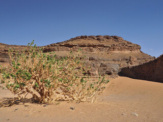 Desert scenic view with dry plant on the beige sand in the foreground and rocky hill in the background. Clear blue sky above.