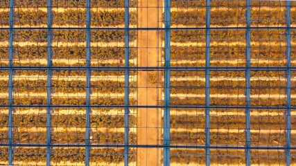 Aerial side view of large industrial greenhouses for growing plants in winter. light pollution....
