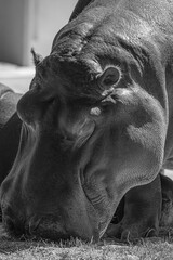 close up portrait of a hippopotamus