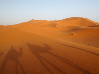 Fototapeta na wymiar Camel caravan in the desert crosses the dunes at sunset, long shadows are cast at sand. Sahara desert trip in Erg Chebbi, Merzouga, Morocco. 