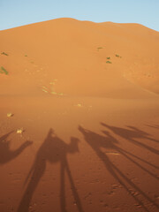 Camel caravan in the desert crosses the dunes at sunset, long shadows are cast at sand. Sahara desert trip in Erg Chebbi, Merzouga, Morocco.