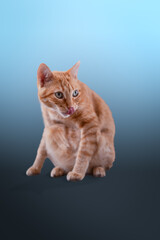 vertical composition. green-eyed tabby cat with blue background