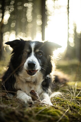 Black and white border collie in green forest with backgroubd light