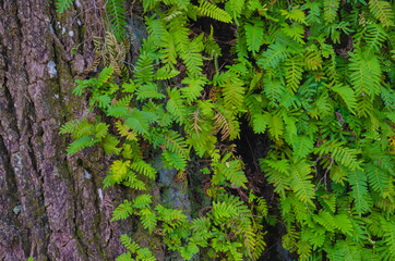 USA, Florida. Ferns on tree trunk.