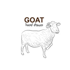 Sketch of goat. Handmade drawn.