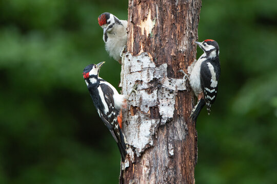 Buntspecht F&uuml;tterung Jungv&ouml;gel