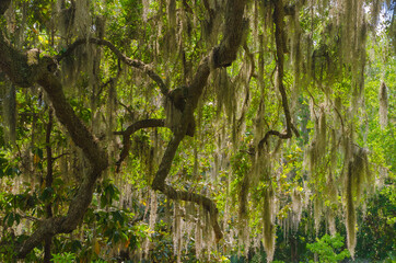 Fototapeta premium USA, Florida. Tropical garden with palm trees and living oak covered in Spanish moss.