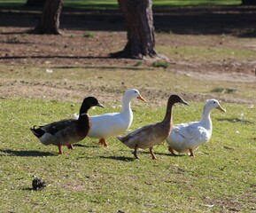 4 ducks in a row
