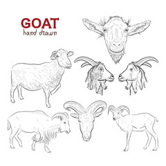 Sketch. Set of goats. Hand drawn.