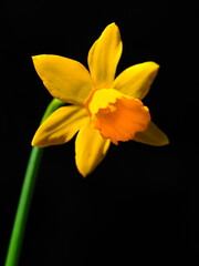 Naklejka premium Gelbe Narzisse