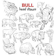Sketch. Set of different bulls.  Hand drawn.