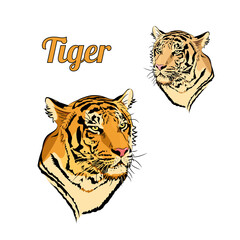 Head of tiger. Two nature tones.