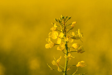 rape flower