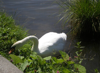 White swan on the shore of a reservoir in a summer park