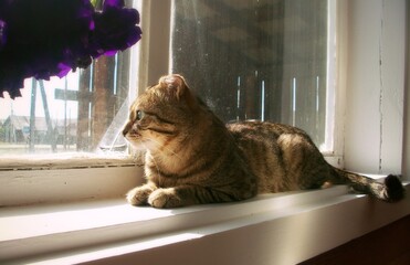 TABBY CAT ON THE WINDOW