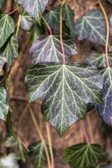 Ivy leaf close up