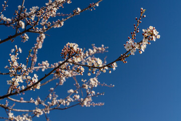 Branches with white plum or cherry plum flowers on a blue sky background. Spring flowering of trees.