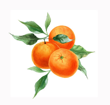 Watercolor orange fruits. Citrus branch with green leaves and  flowers.  Isolated on white background. Hand painted design,  botanical painting