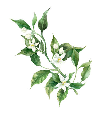 Branch of orange fruit. Green leaves and white flower. Hand painted botanical illustration. Green twig on isolated background