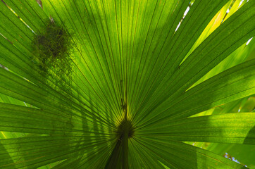 Fototapeta premium USA, Florida. Palm fronds.